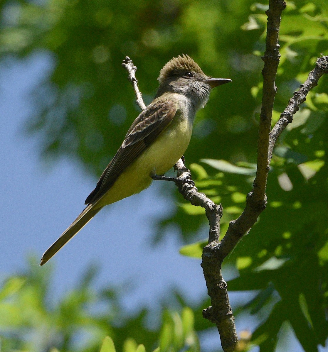 Great Crested Flycatcher - Kristen Cart