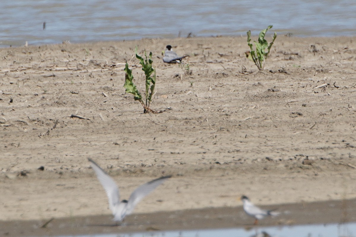 Least Tern - ML241653761