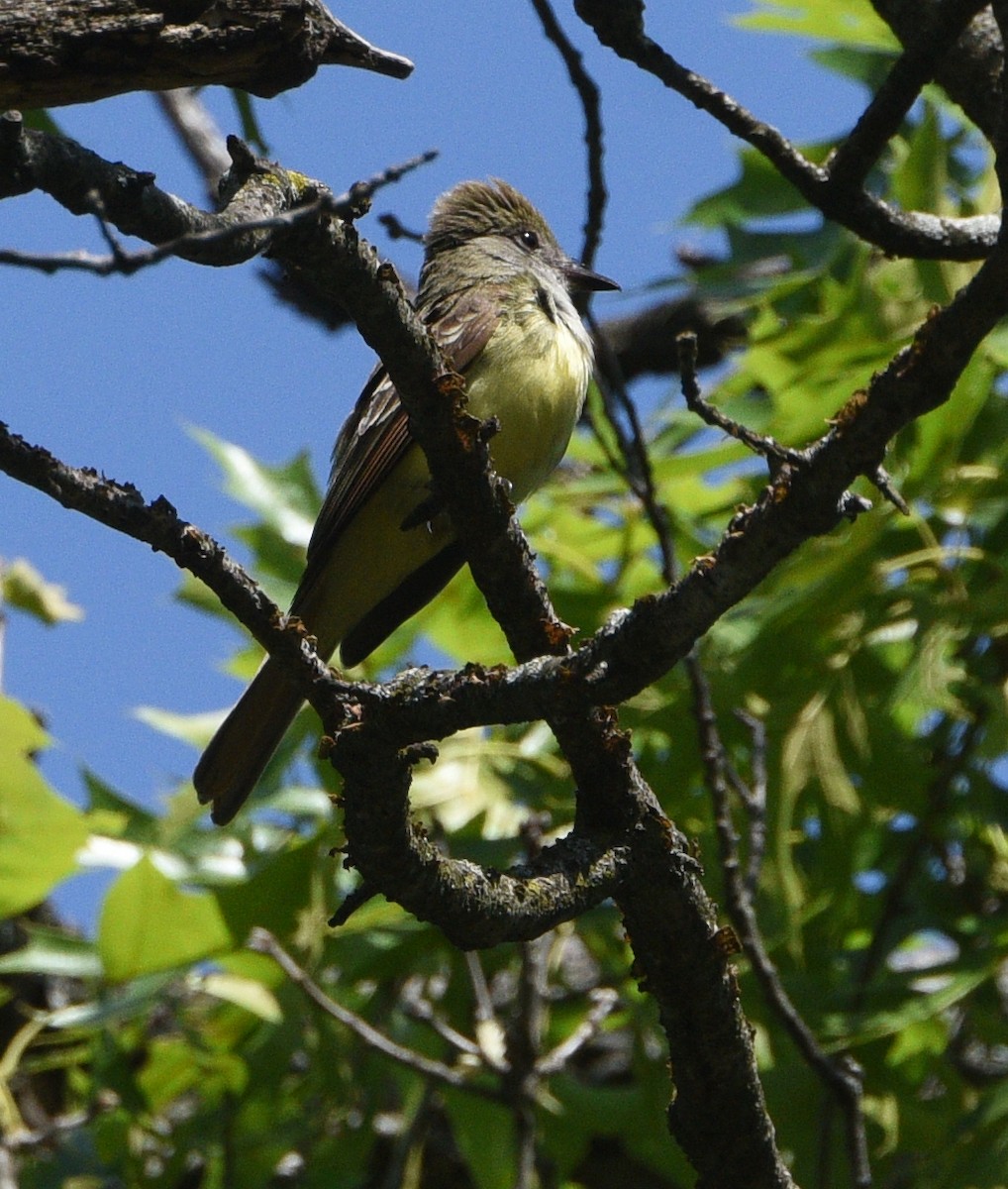 Great Crested Flycatcher - ML241654421
