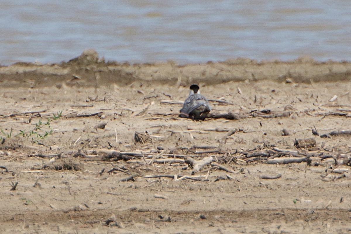 Least Tern - ML241654801