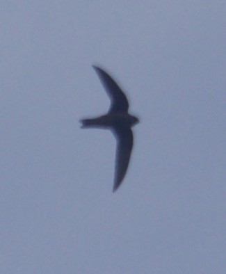 Black Swift - ML241656271