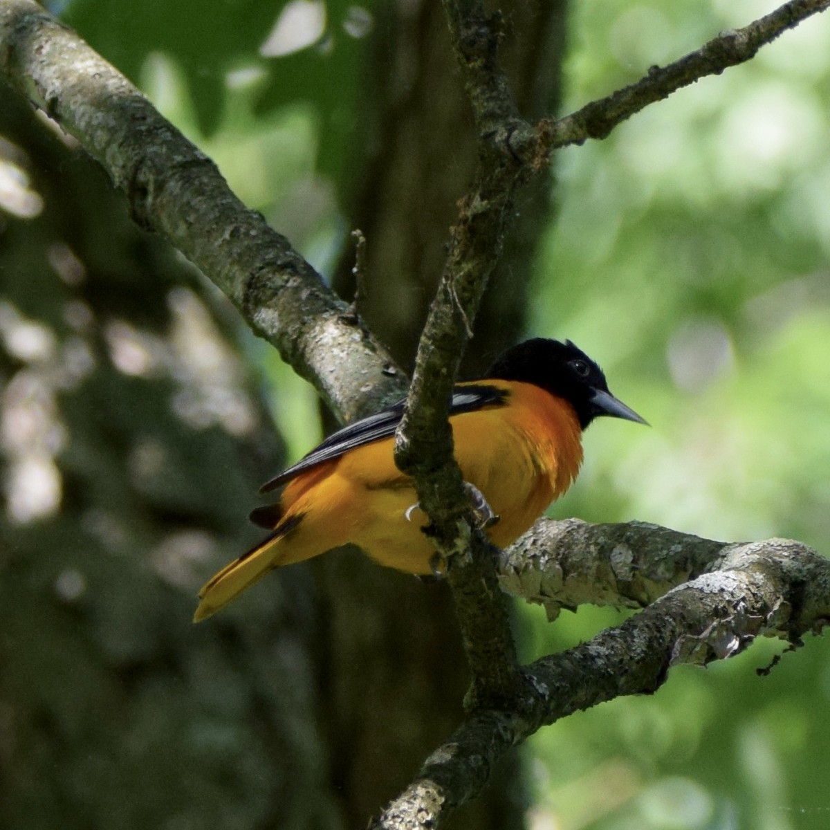 Oriole de Baltimore - ML241656681