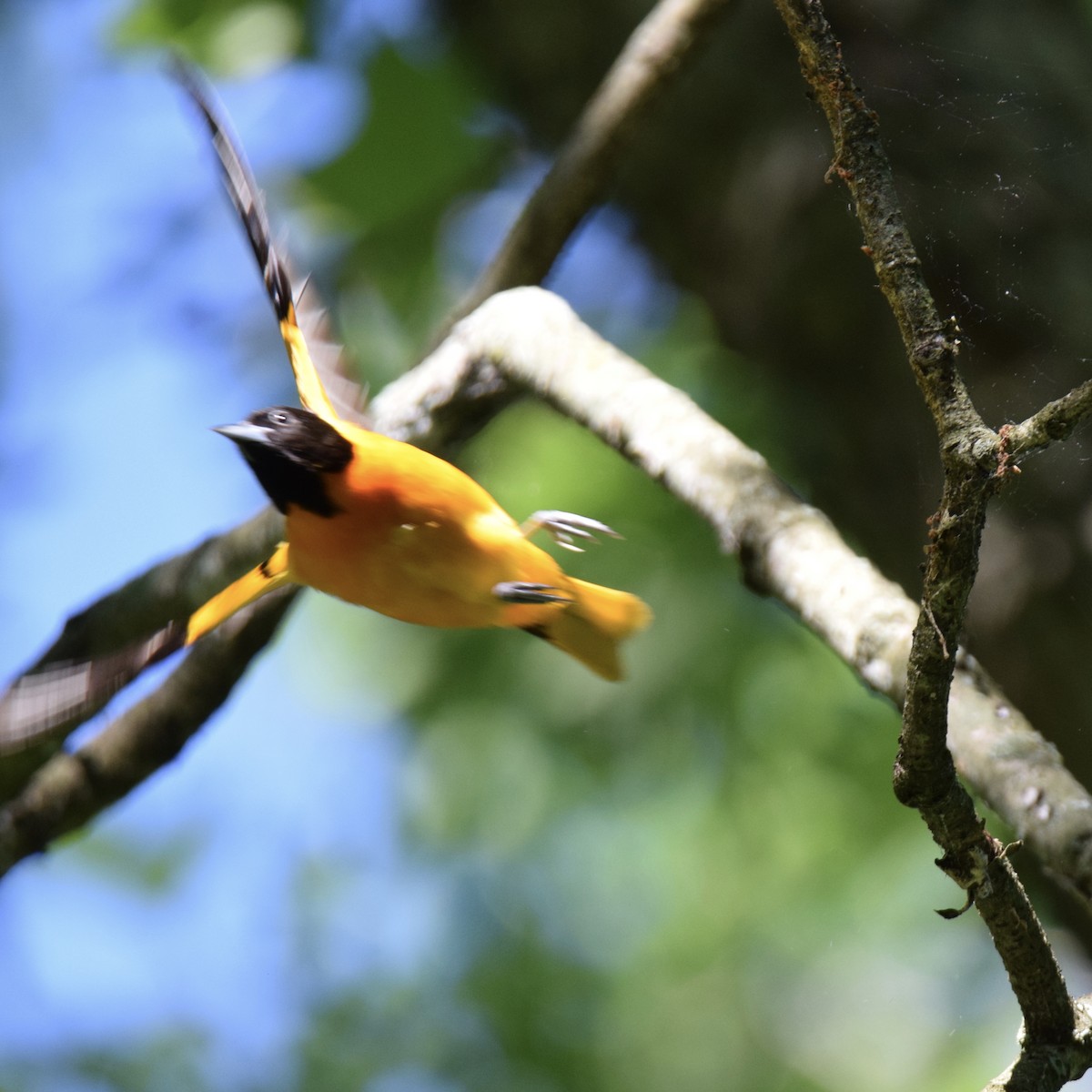 Baltimore Oriole - J P