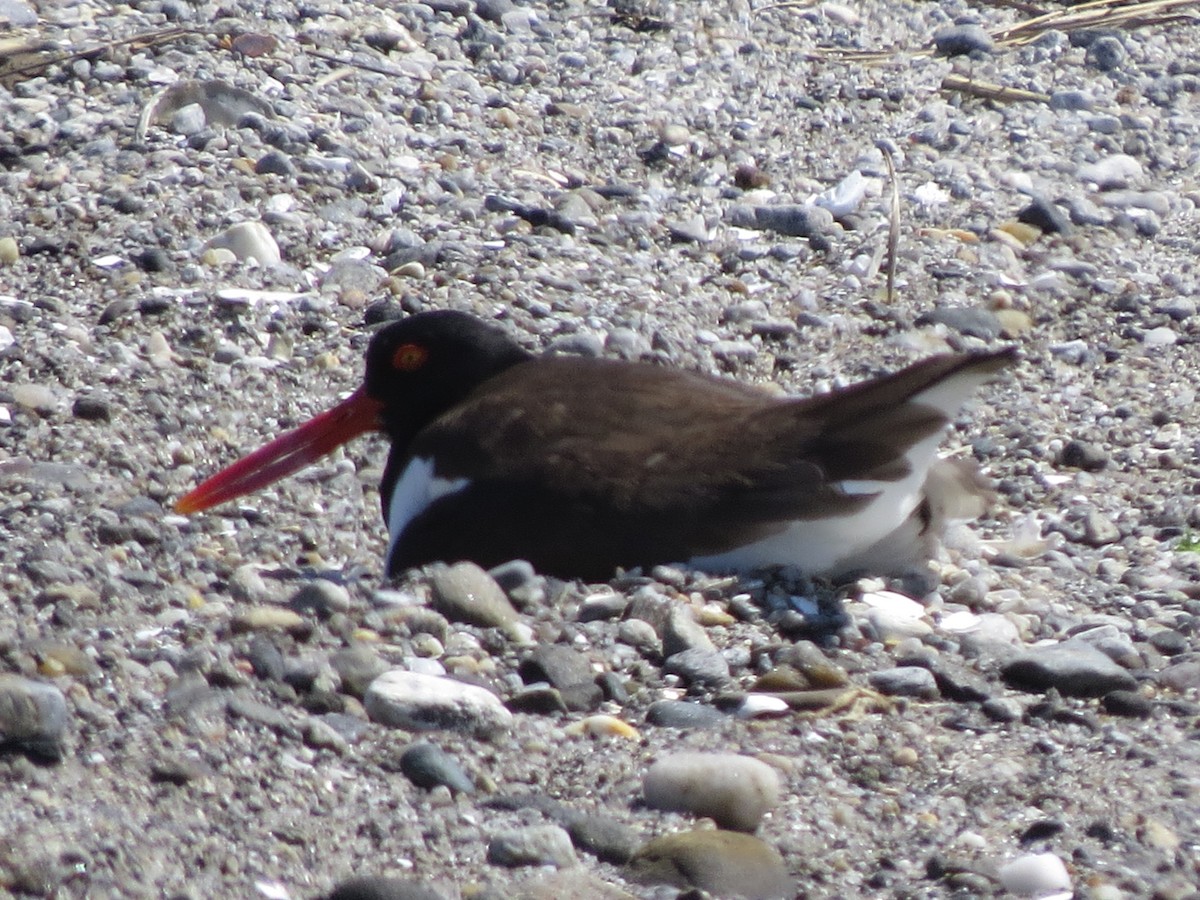 American Oystercatcher - ML241659831