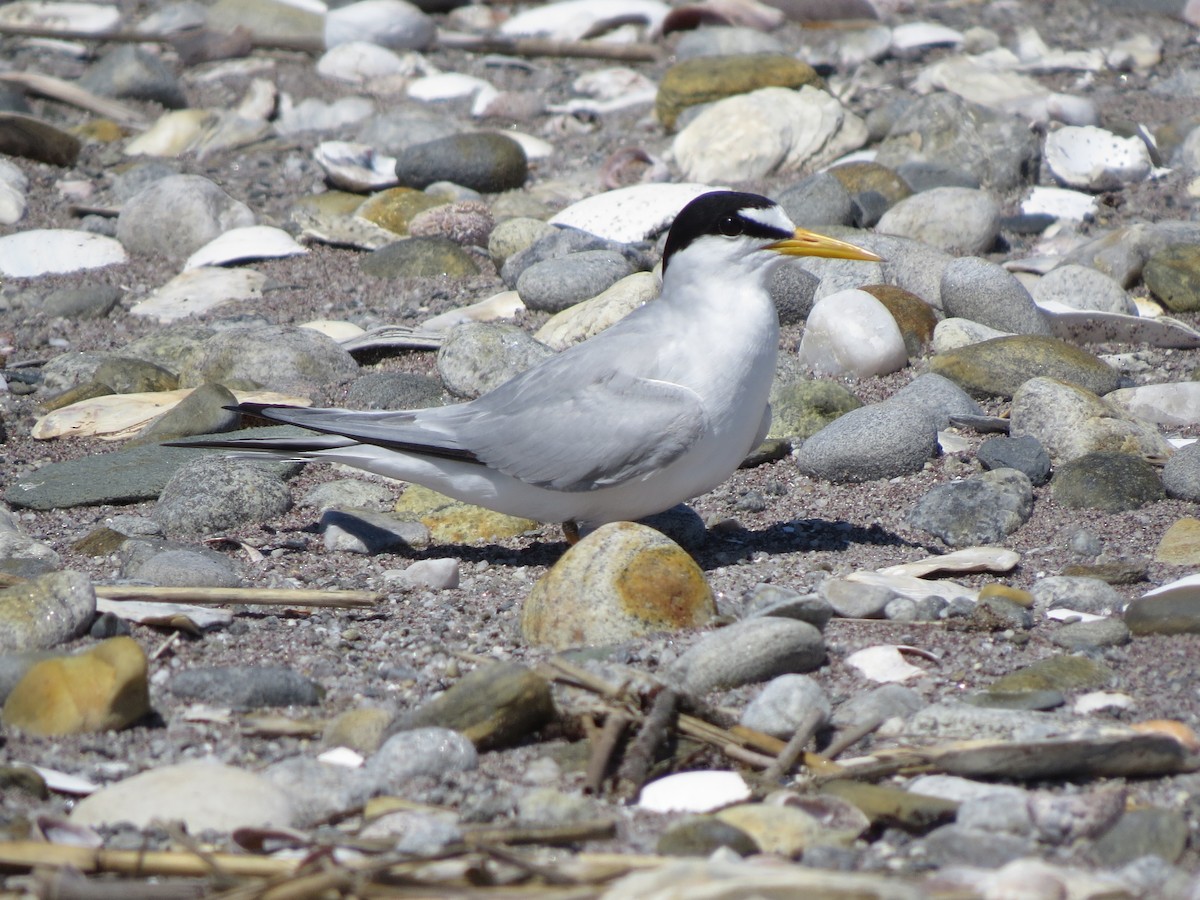 Least Tern - ML241660191