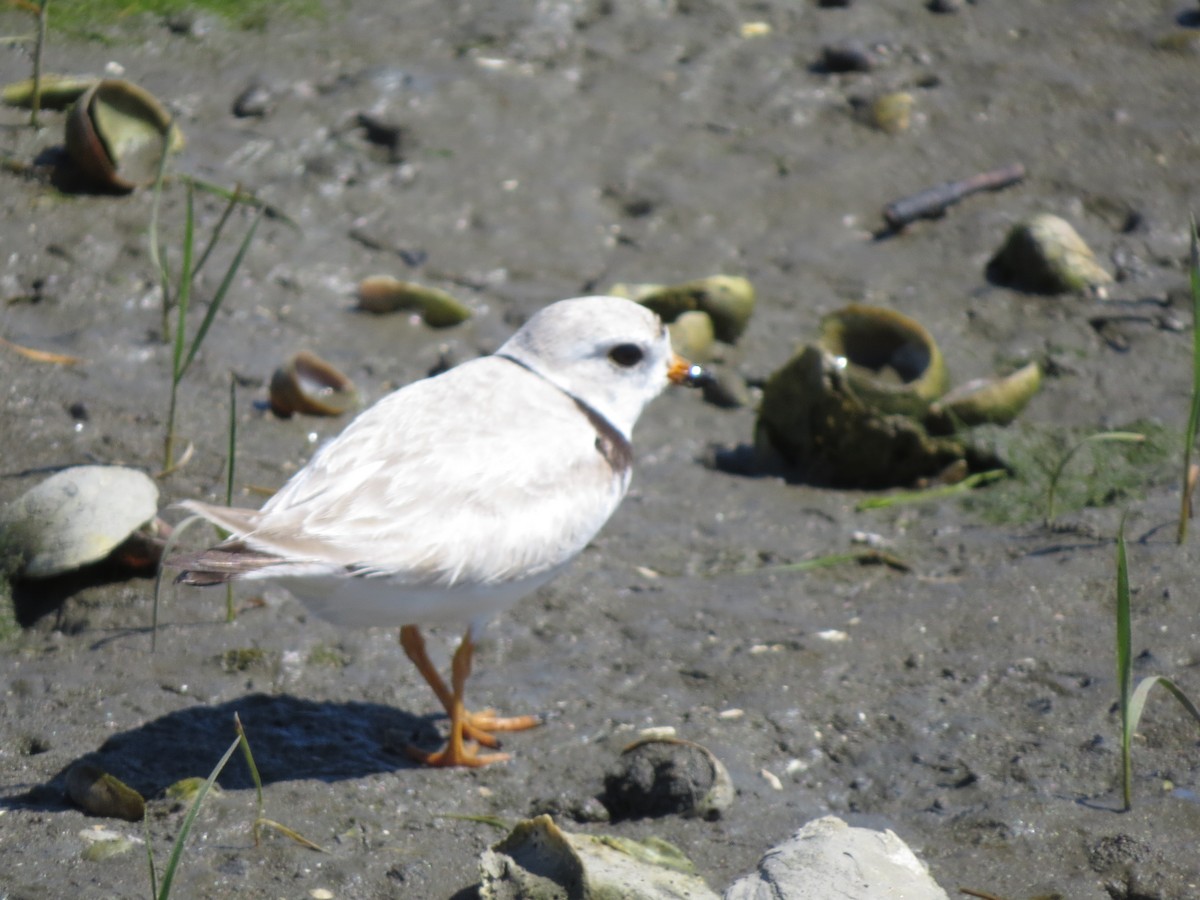 Piping Plover - ML241660491