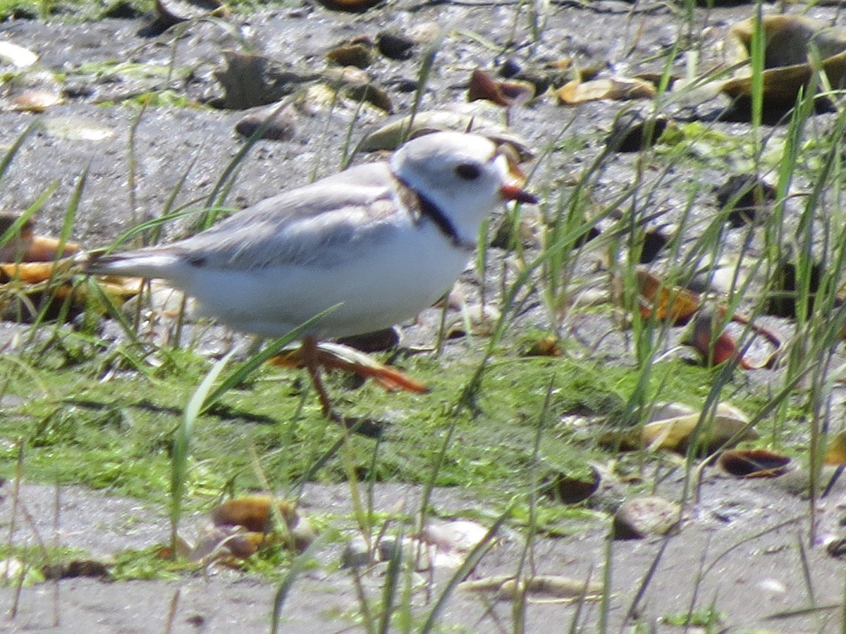 Piping Plover - ML241660521