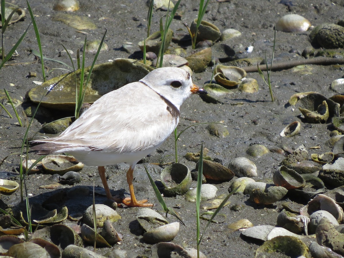 Piping Plover - ML241660541