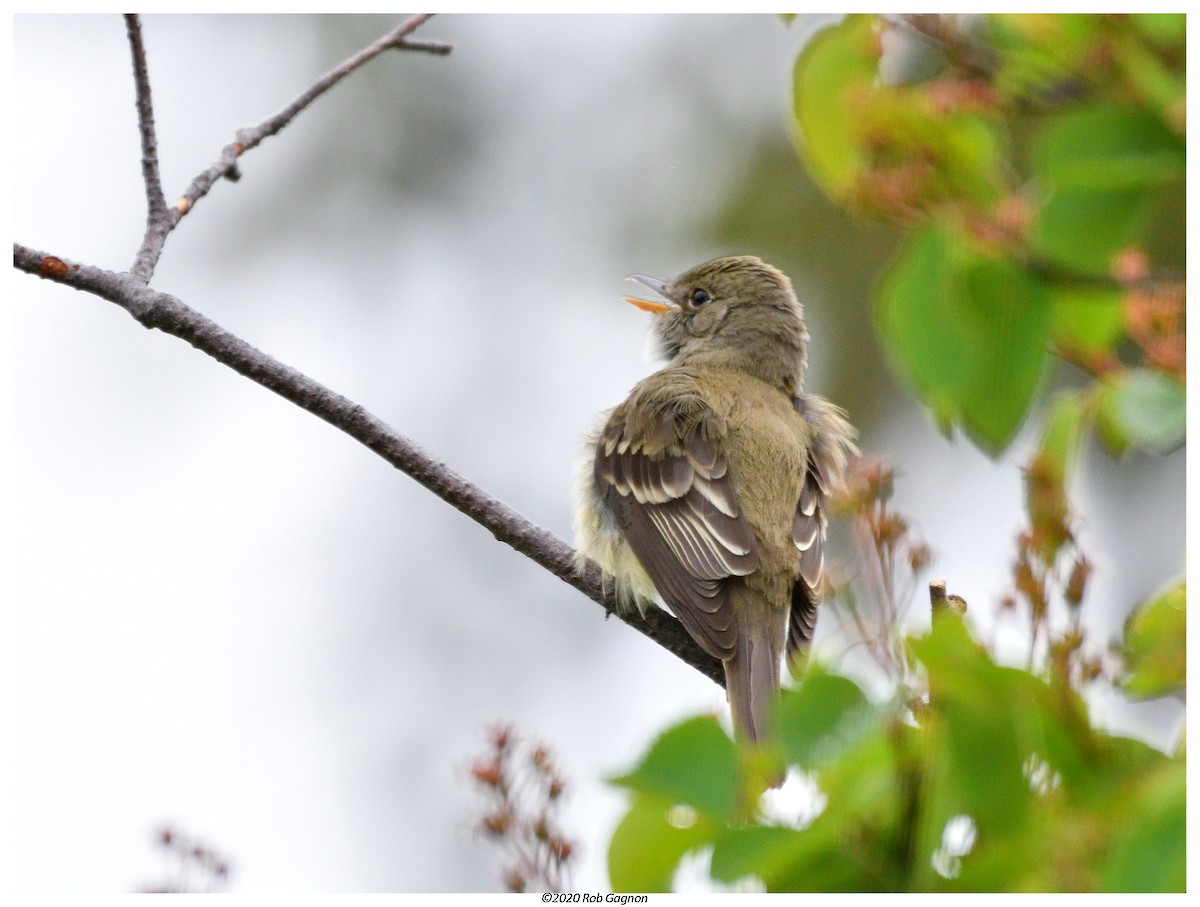 Alder Flycatcher - ML241660681