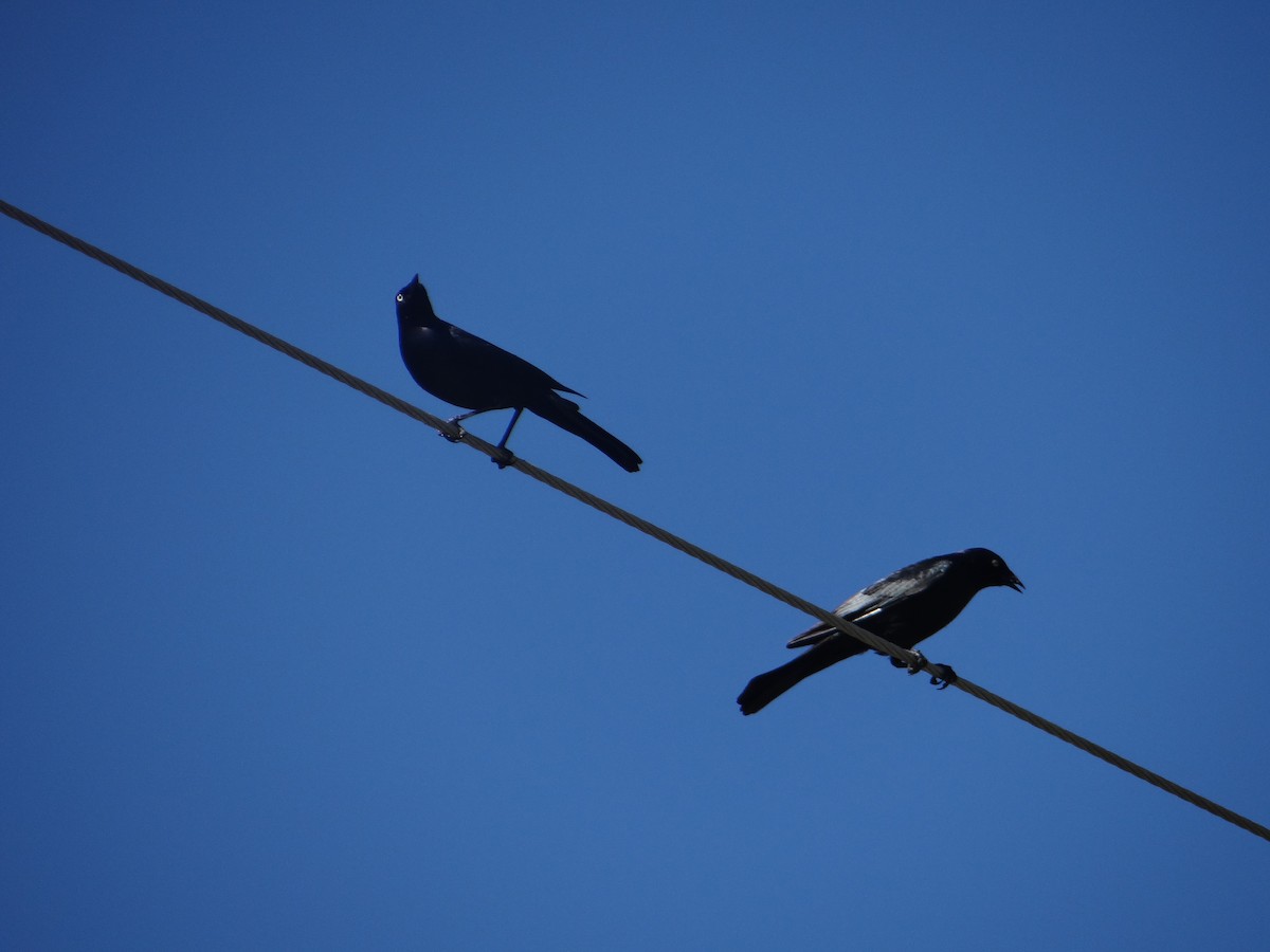 Common Grackle - Carl Lundblad