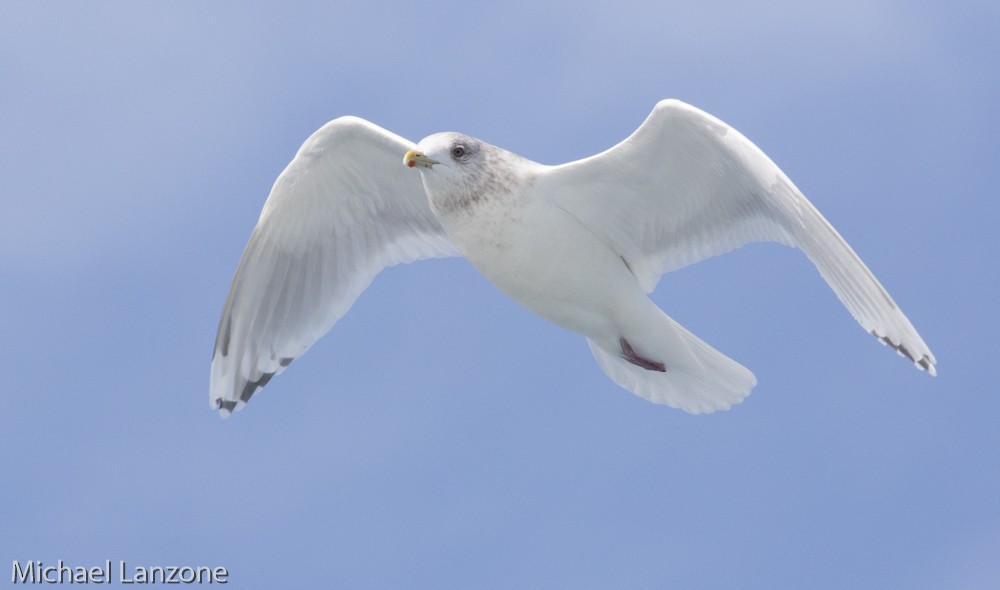 Gaviota Groenlandesa (kumlieni) - ML24166231