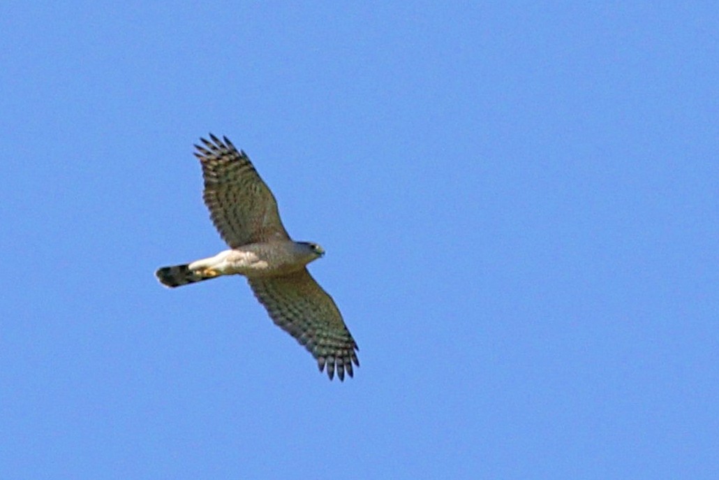 Cooper's Hawk - ML241663381