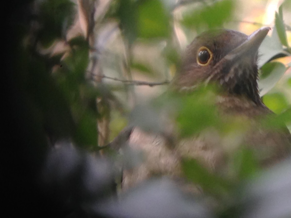 White-throated Thrush - ML24166341