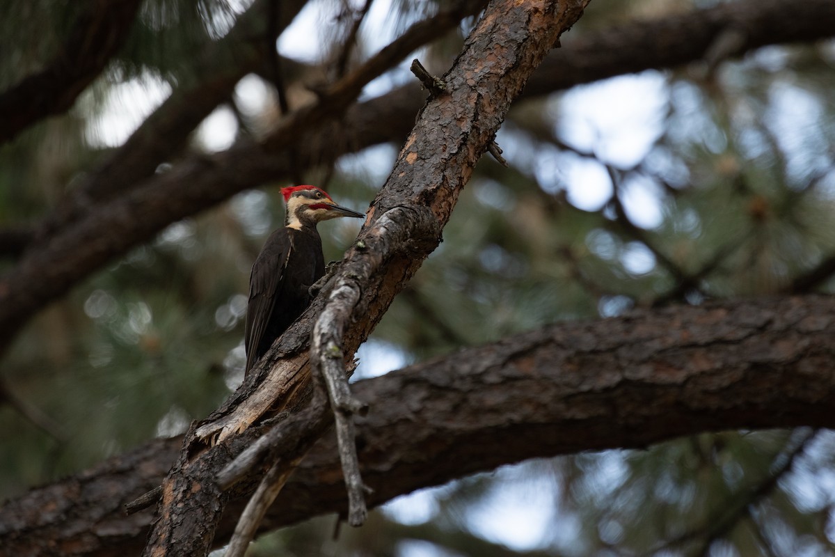 Pileated Woodpecker - Ronan Nicholson