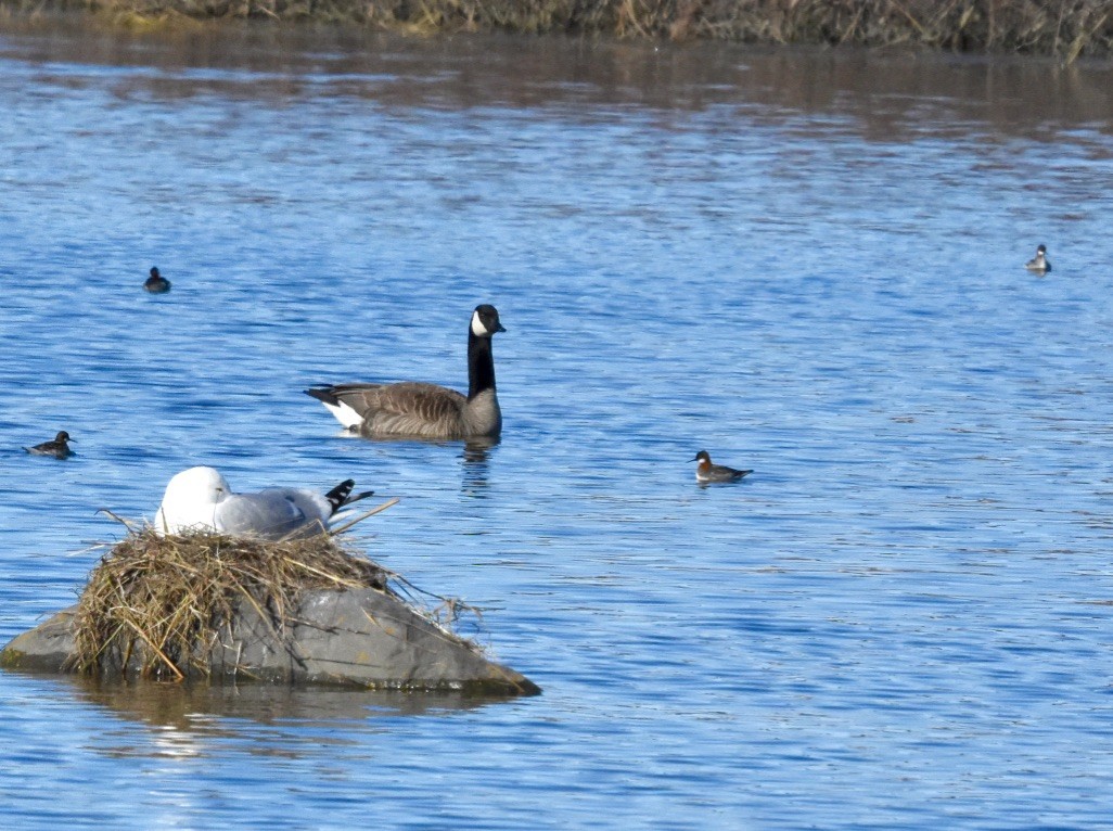 Red-necked Phalarope - ML241667121