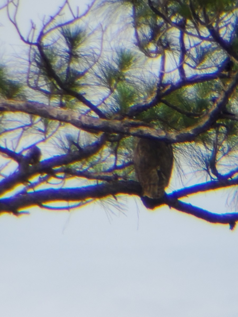 Great Horned Owl - ML241668951