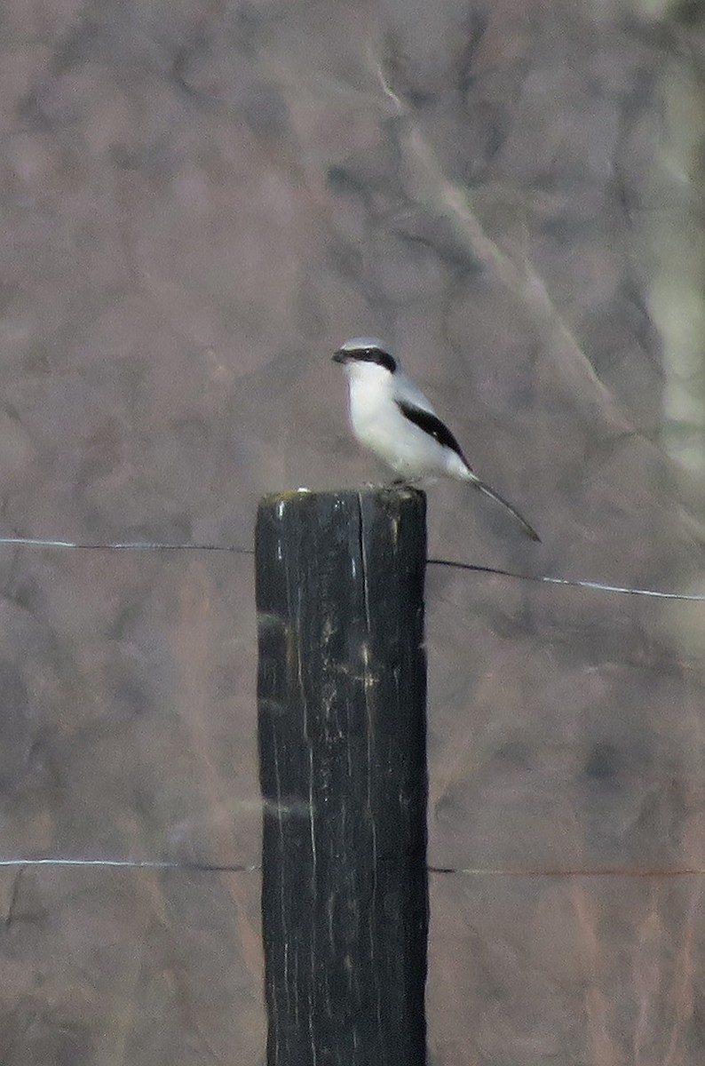 Loggerhead Shrike - ML24166931