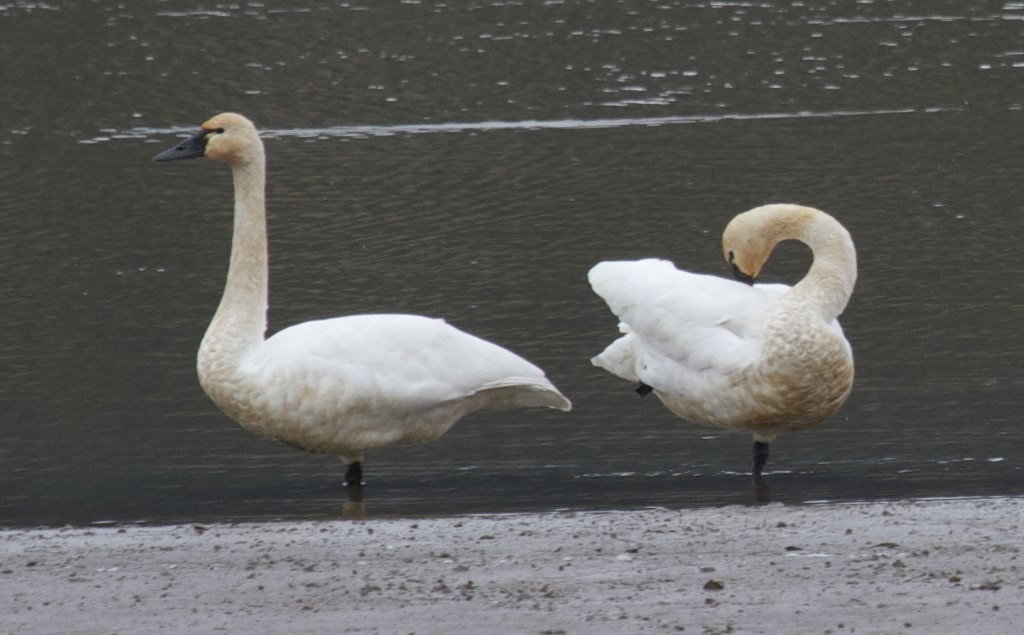 Tundra Swan - ML24167001