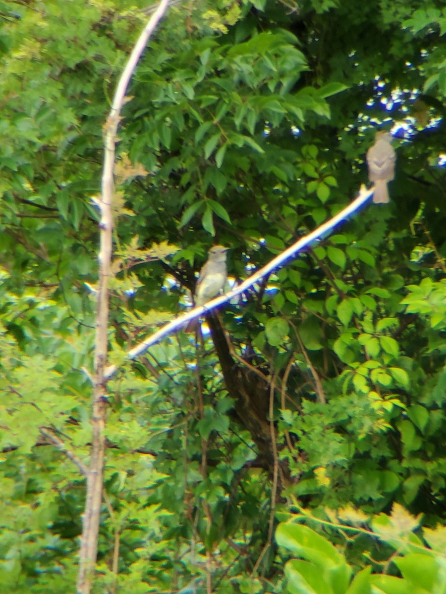 Great Crested Flycatcher - Jane Spinney