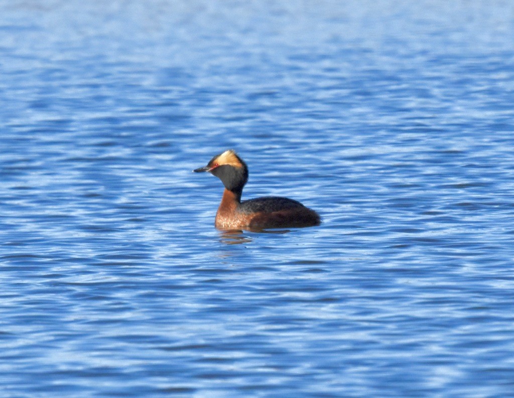 Horned Grebe - ML241670811