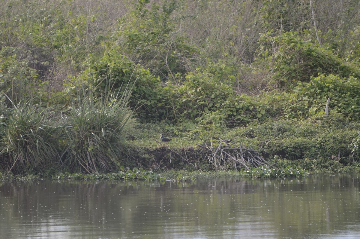 White-breasted Waterhen - ML241670911