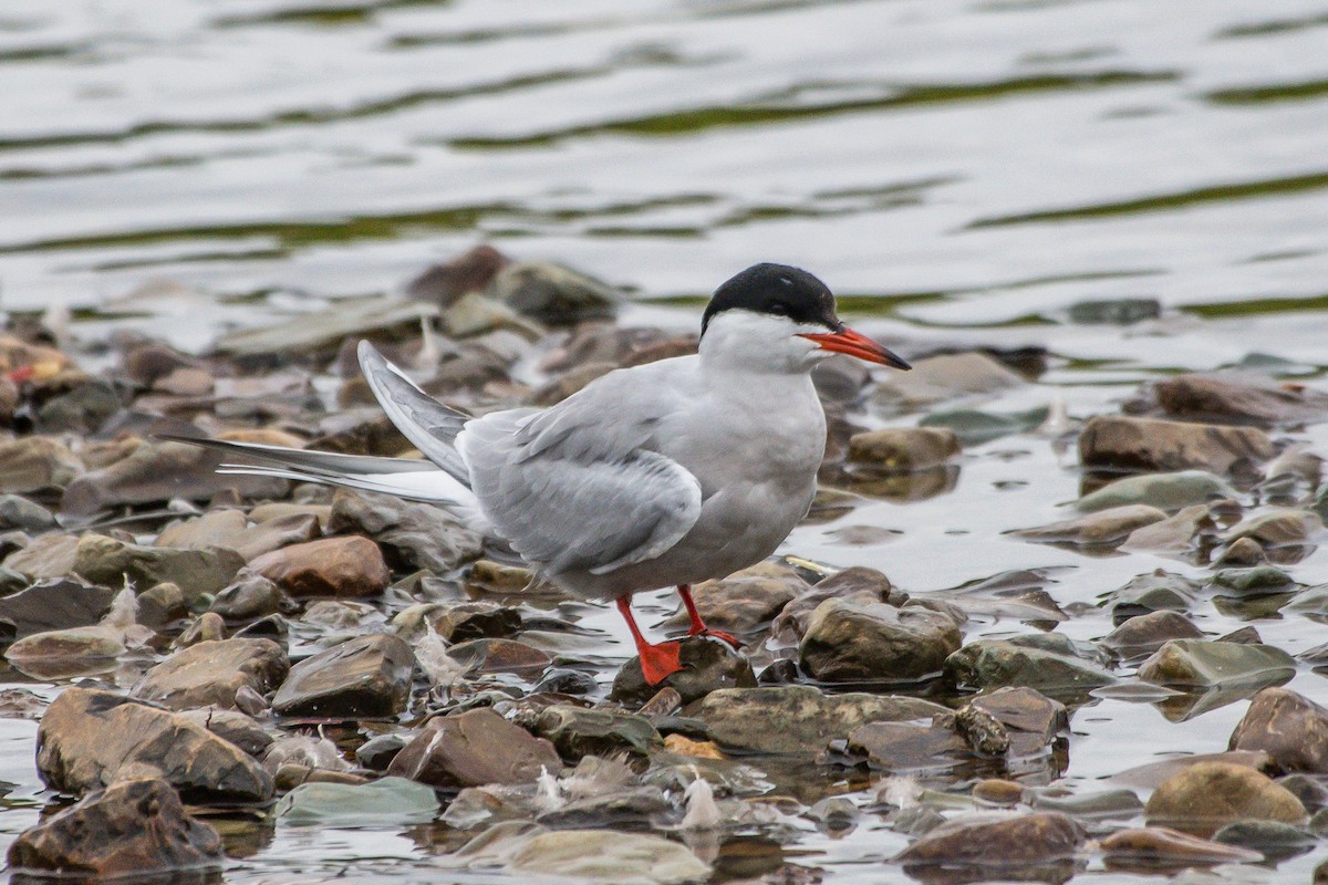 Common Tern - Frank King