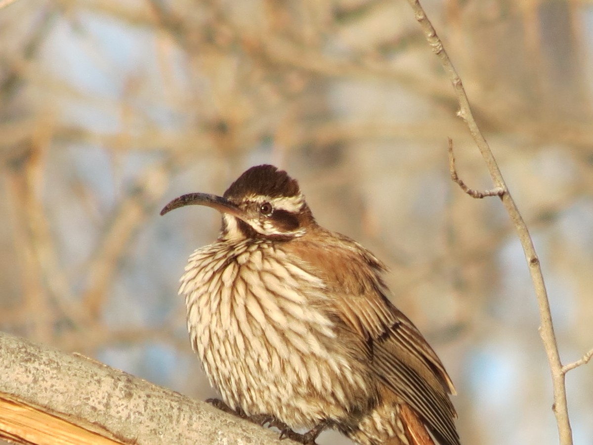 Scimitar-billed Woodcreeper - ML241674481