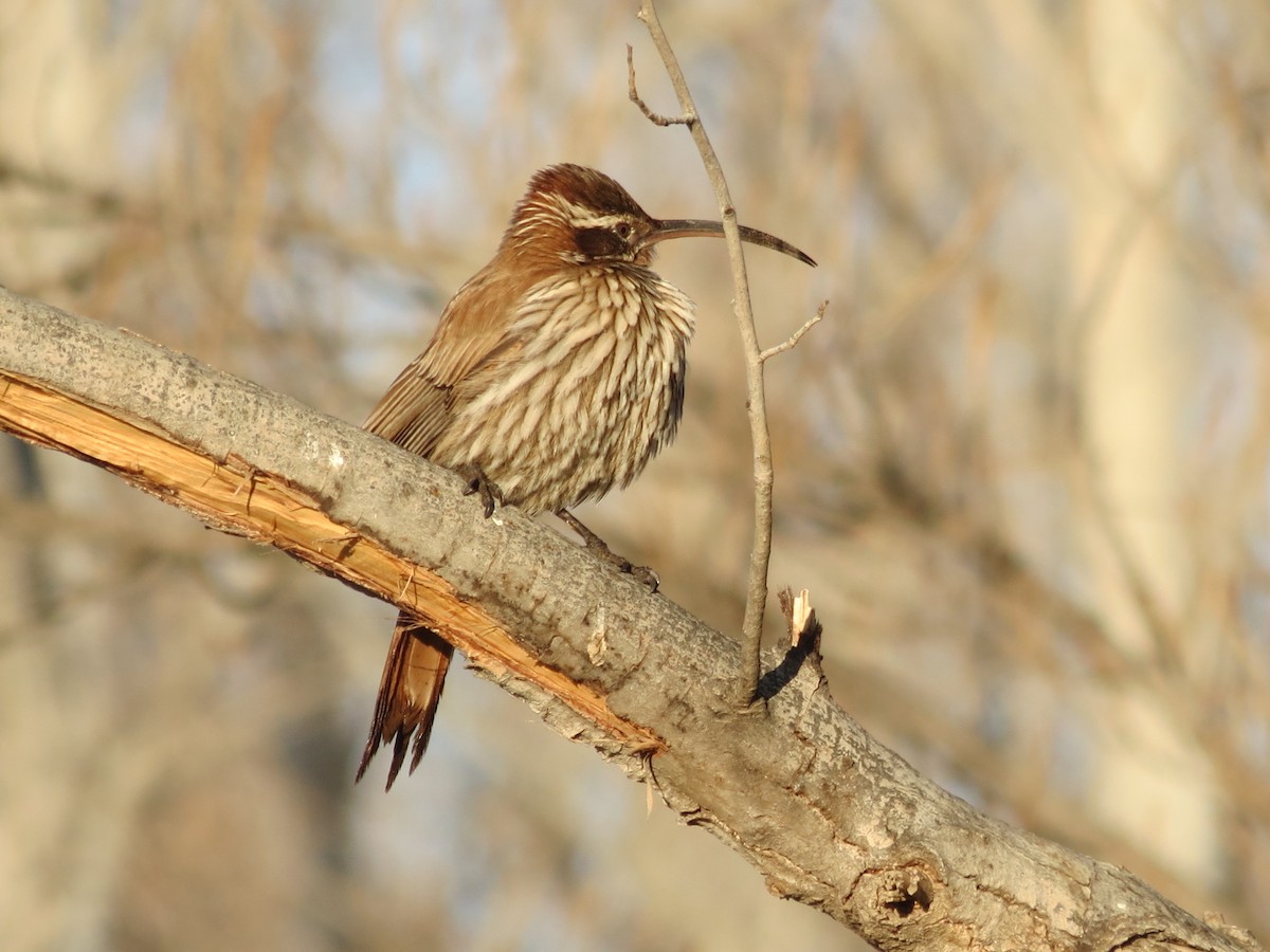 Scimitar-billed Woodcreeper - ML241674501