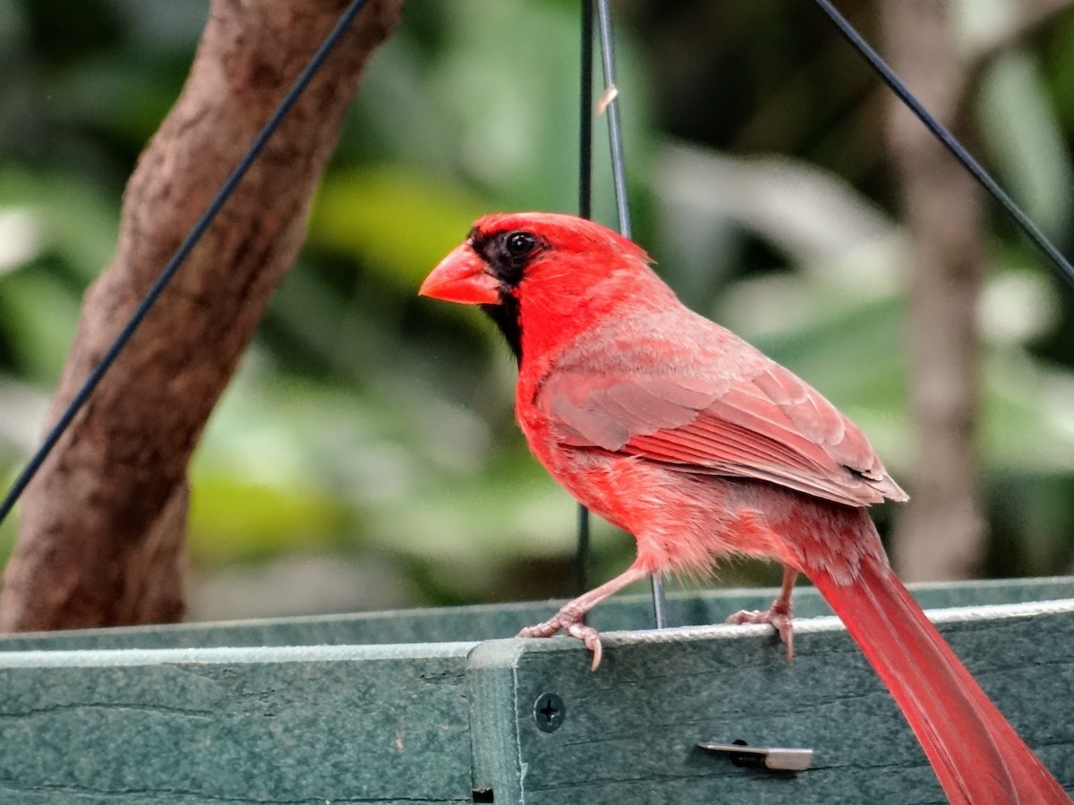 Cardinal rouge - ML241676301