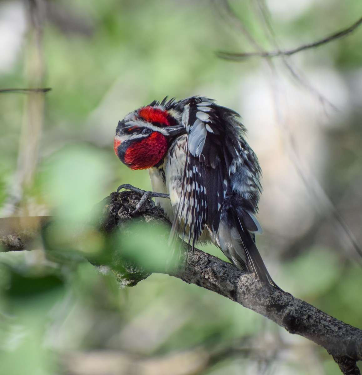 Red-naped Sapsucker - ML241677041