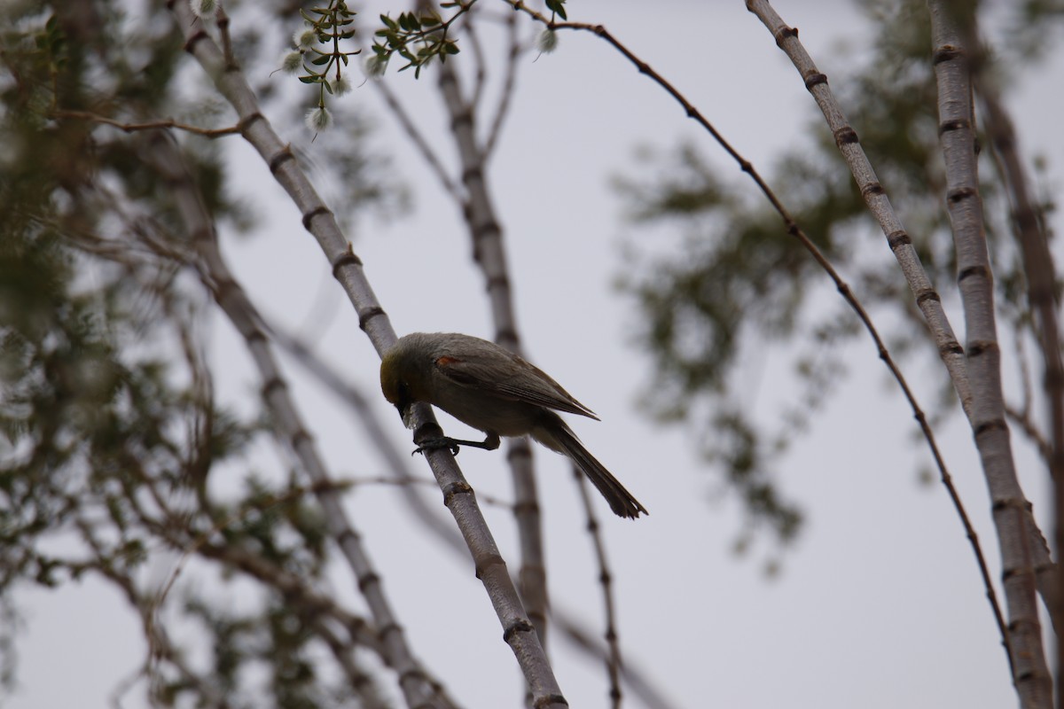 Pájaro Moscón Baloncito - ML241677131