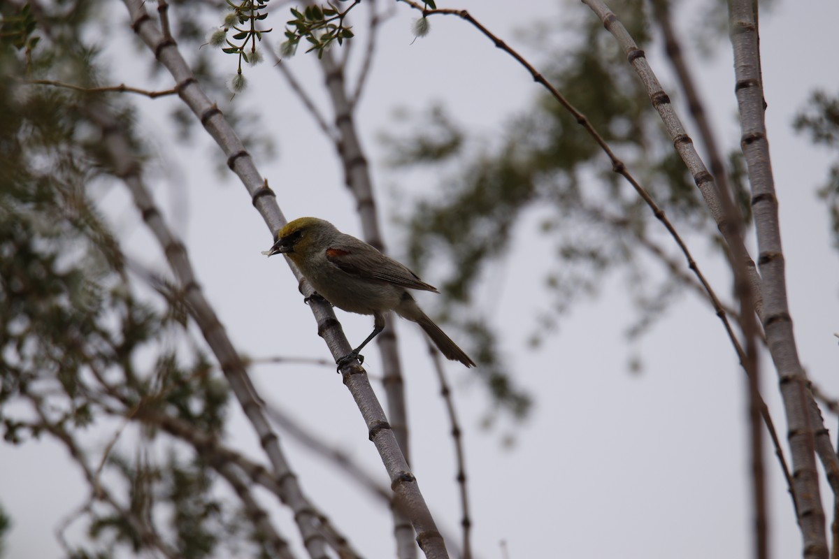 Pájaro Moscón Baloncito - ML241677141