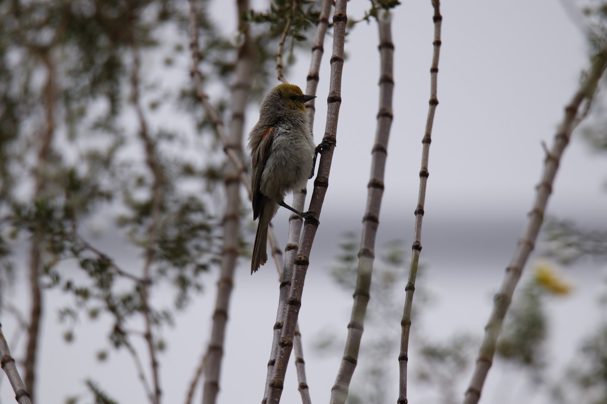 Verdin - Douglas Farr