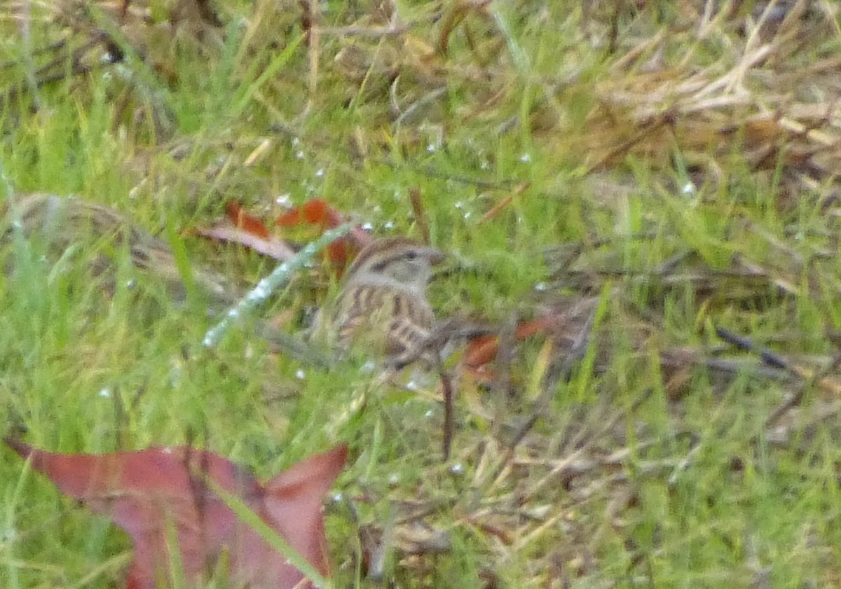 Chipping Sparrow - ML24167941