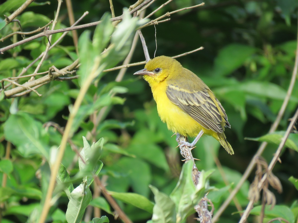 Orchard Oriole - Darrell Peterson