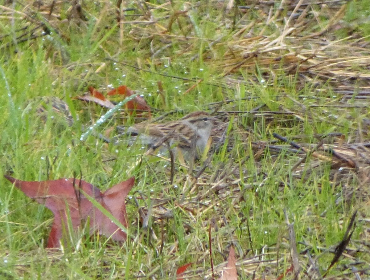 Chipping Sparrow - ML24167951