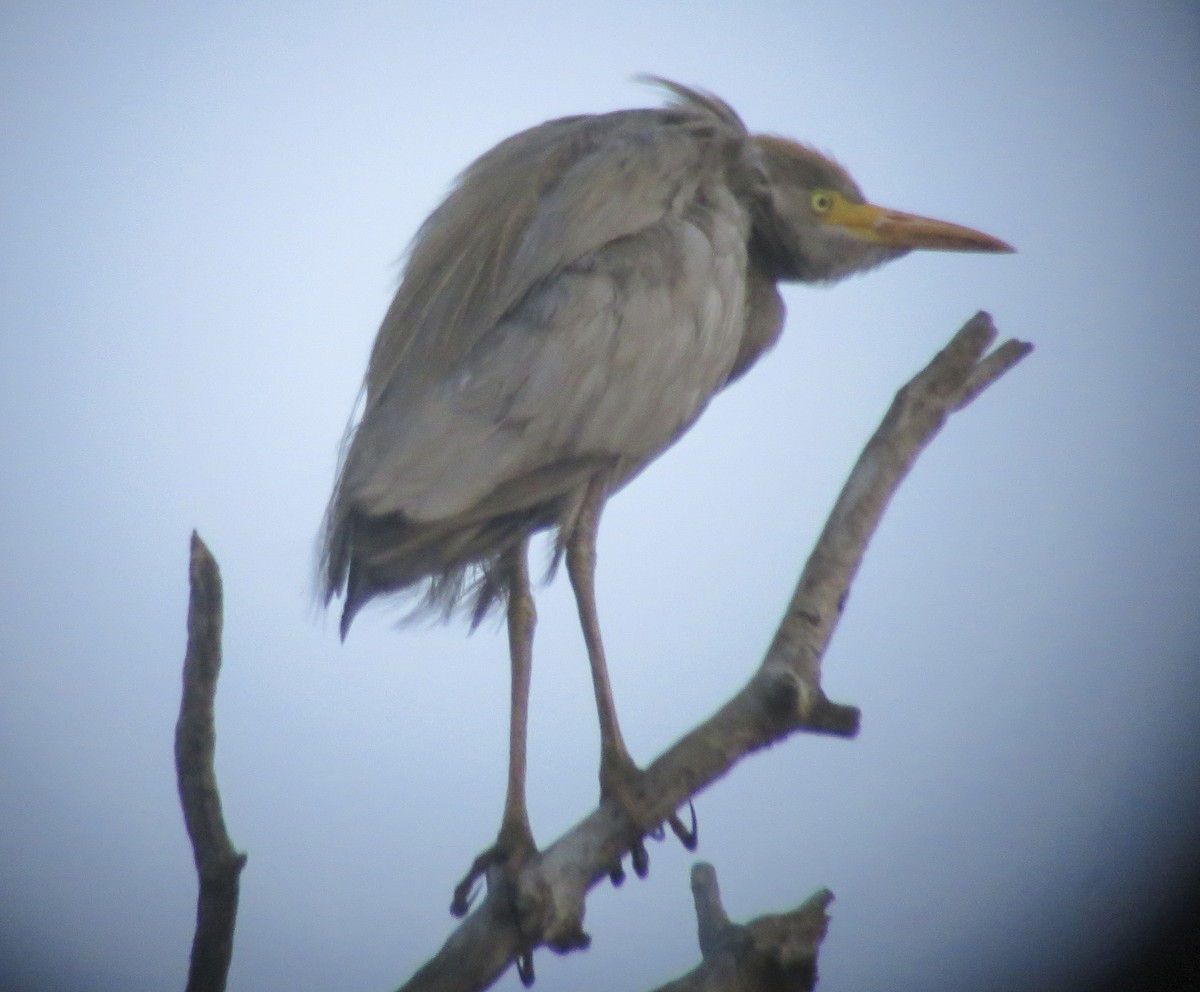 Western Cattle Egret - ML241680021