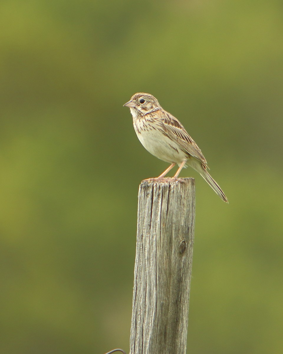 Vesper Sparrow - Cullen Clark