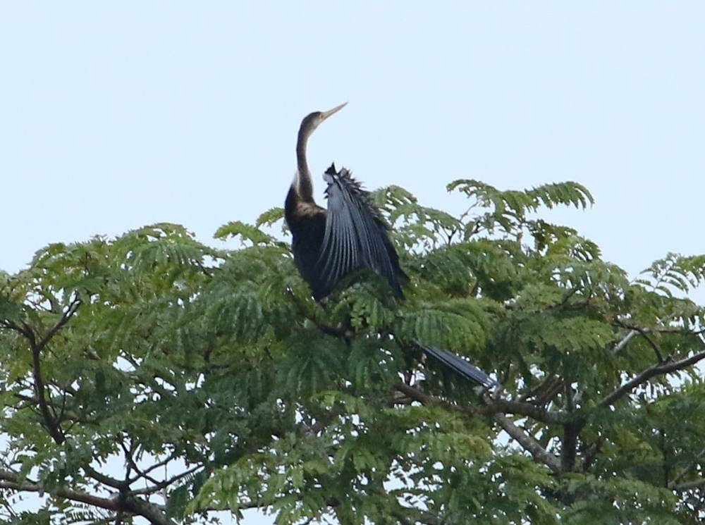 Oriental Darter - David Bradshaw