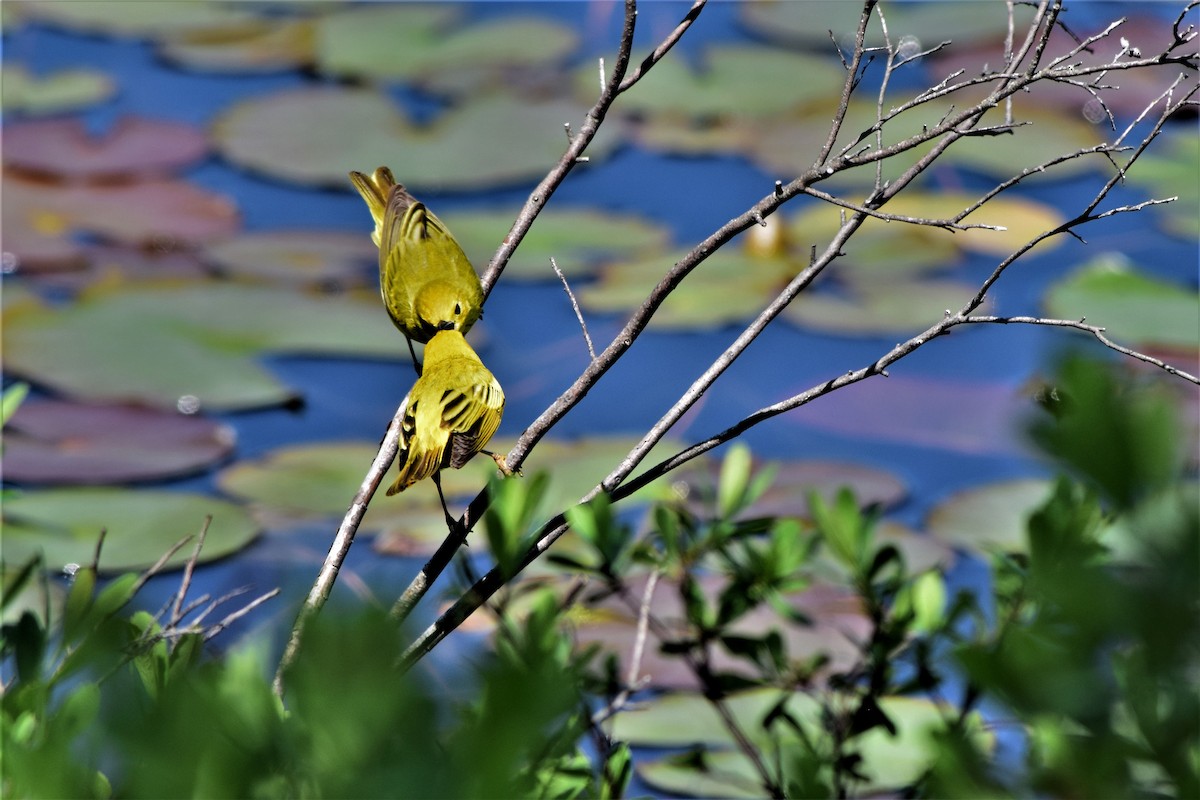 Yellow Warbler - ML241684161