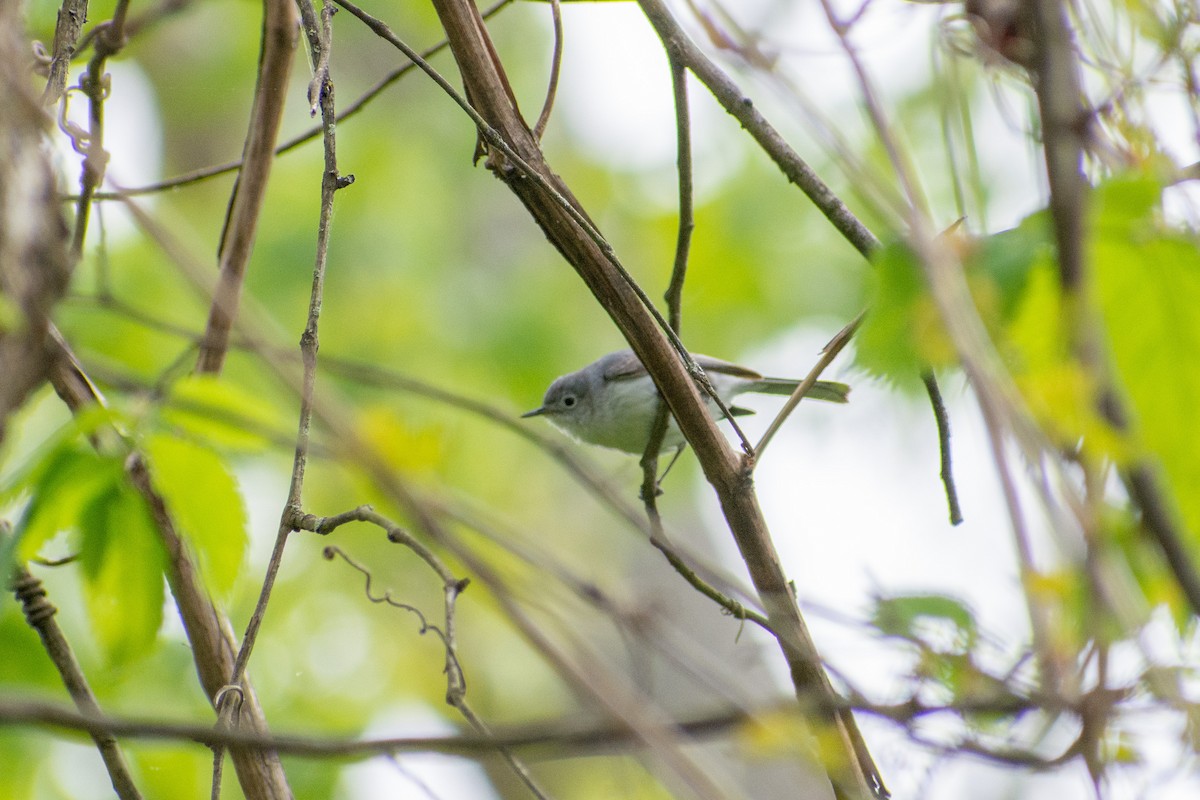 Blue-gray Gnatcatcher - ML241684971