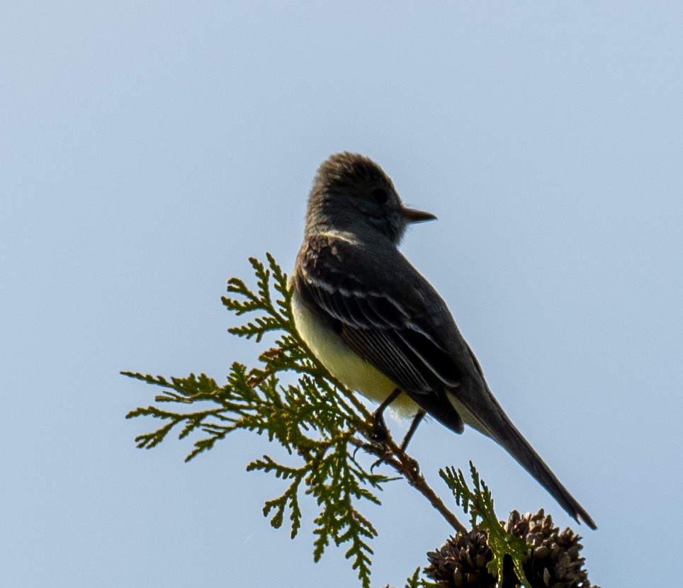 Great Crested Flycatcher - Kevin McAuliffe