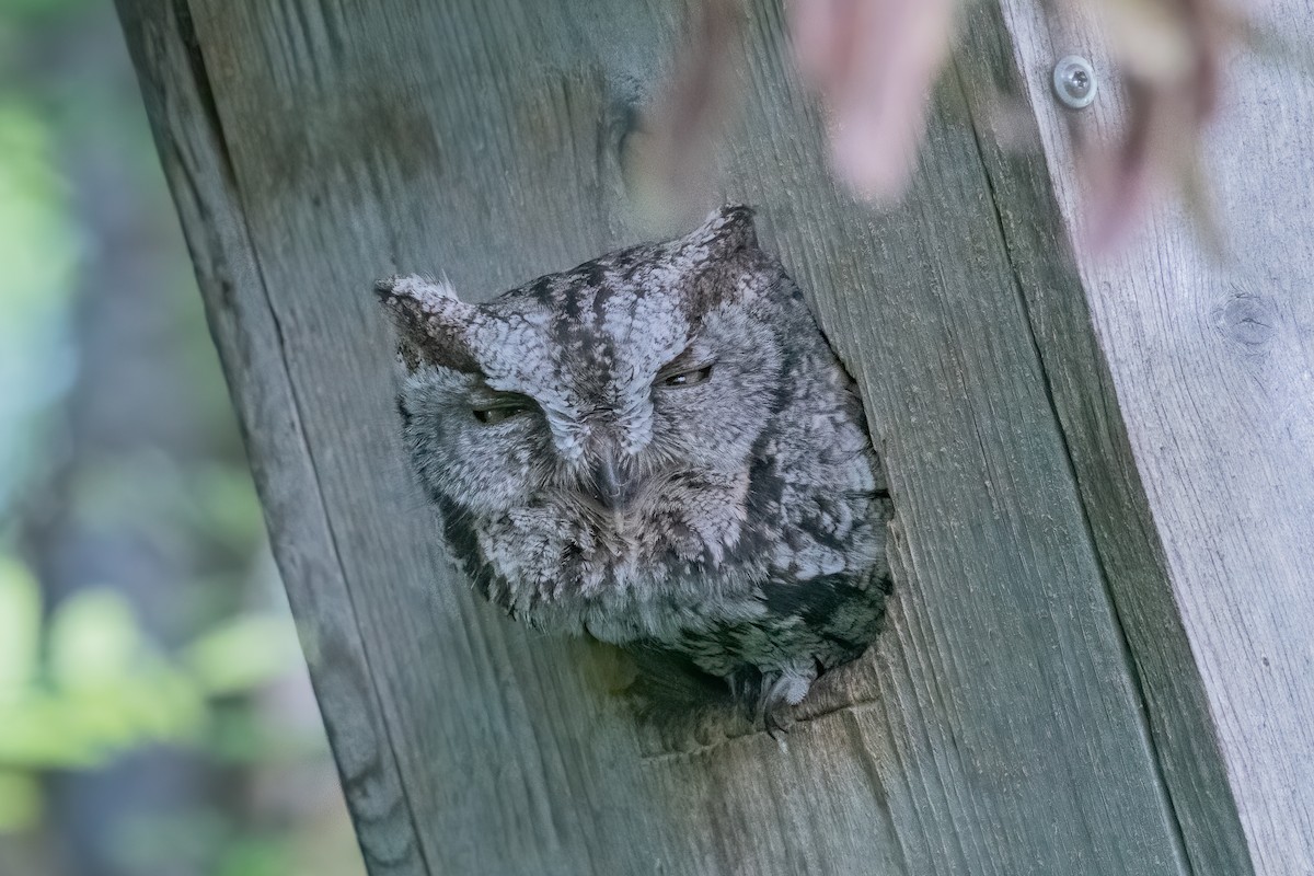 Western Screech-Owl - ML241688531