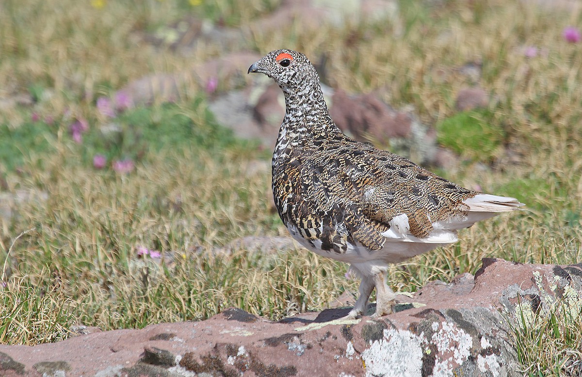 White-tailed Ptarmigan - ML241688691