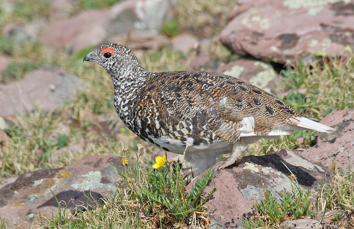 White-tailed Ptarmigan - Tim Avery