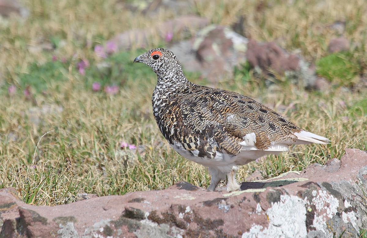 White-tailed Ptarmigan - ML241688731