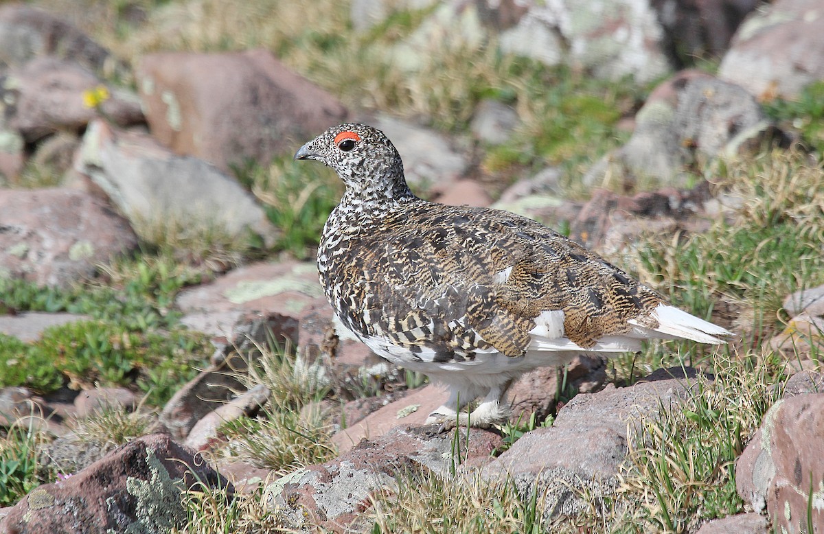 White-tailed Ptarmigan - ML241688761