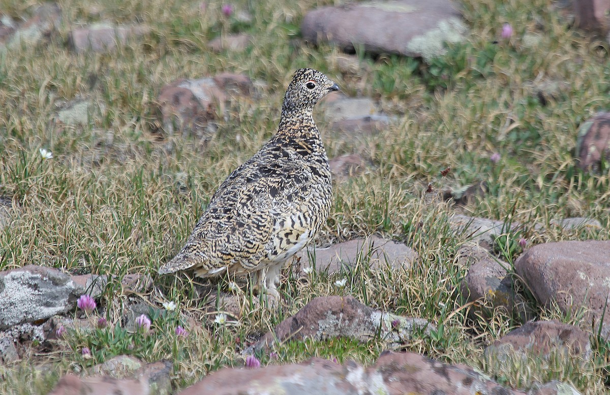 White-tailed Ptarmigan - Tim Avery