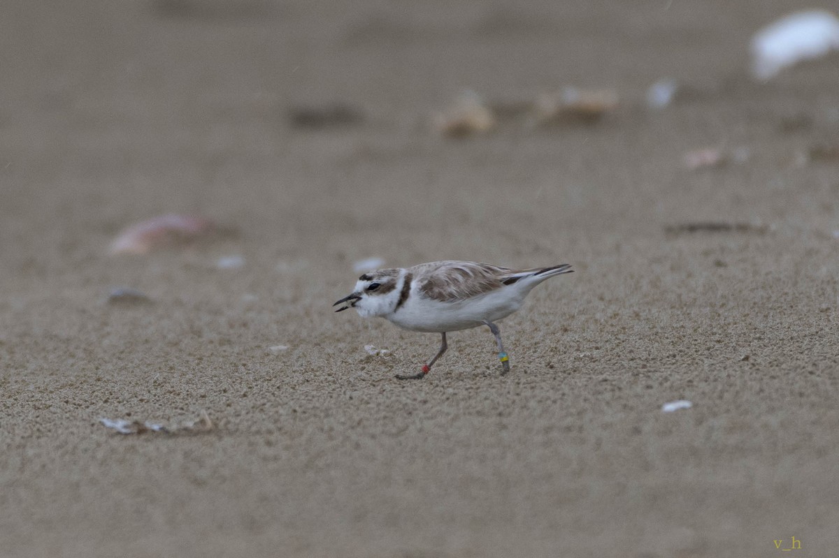 Snowy Plover - Sumalee & Vicky Oakley-Hanson