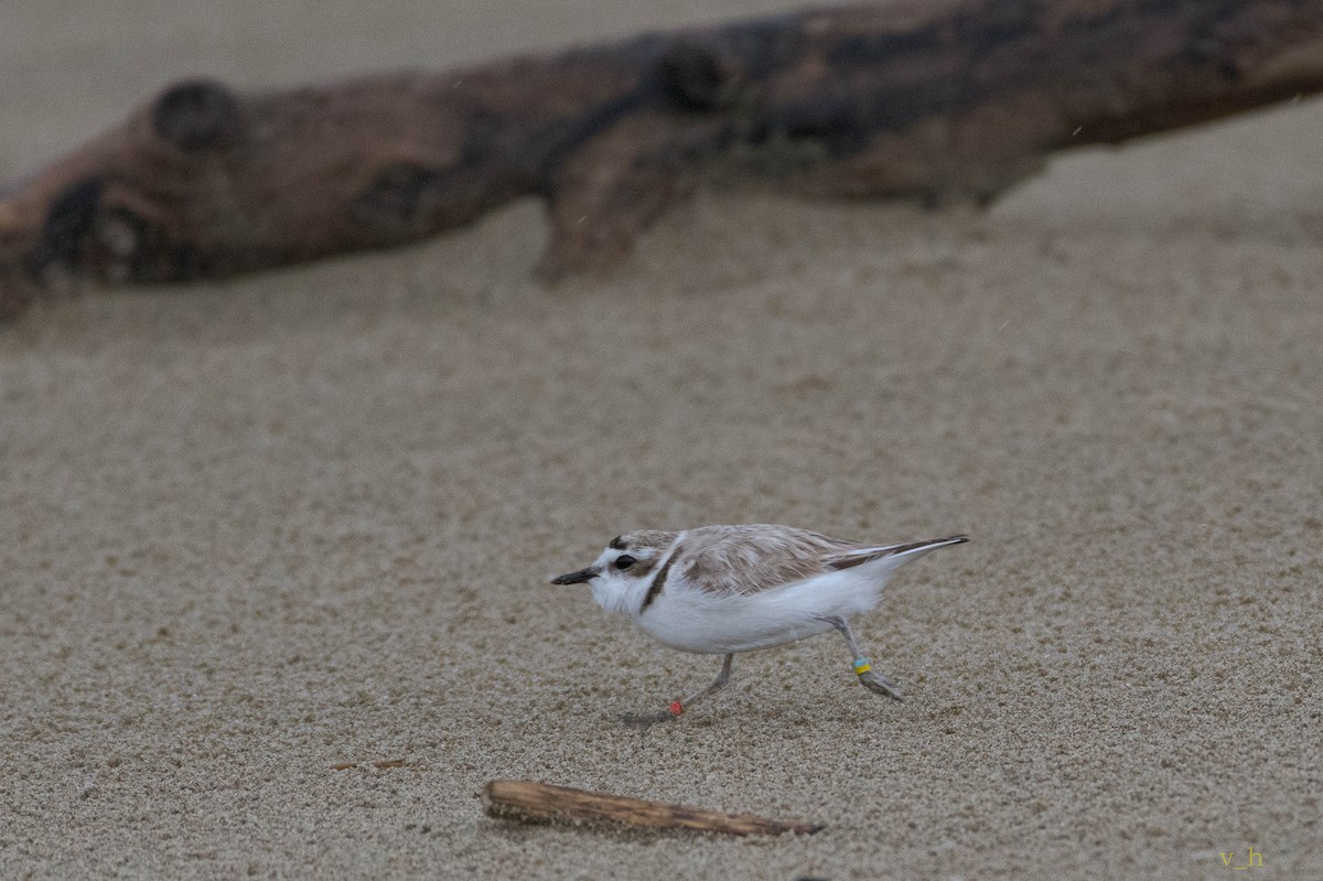 Snowy Plover - ML241690361